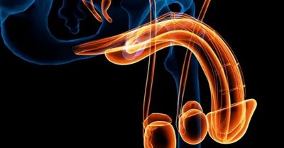 أعراض دوالي الخصية