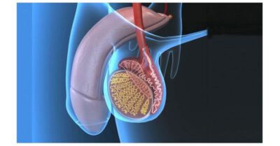 ما هي الخصية المعلقة؟ ما هي الخصية المعلقة؟