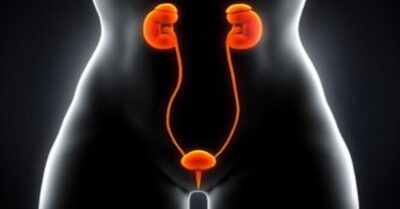 Инфекция мочевого пузыря Инфекция мочевого пузыря